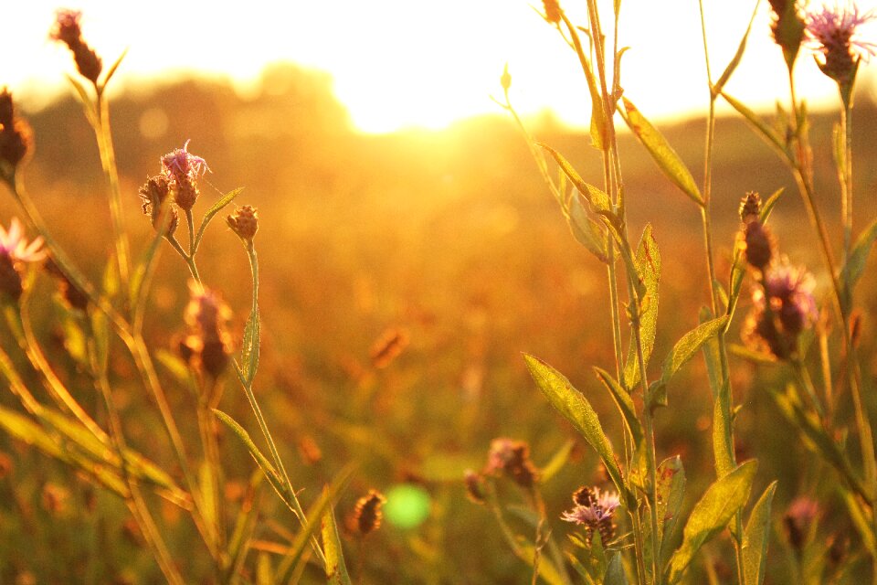 Sunrise grass morning