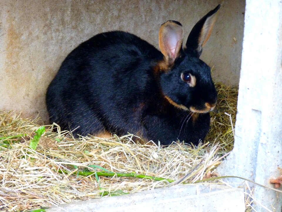Nature cute furry