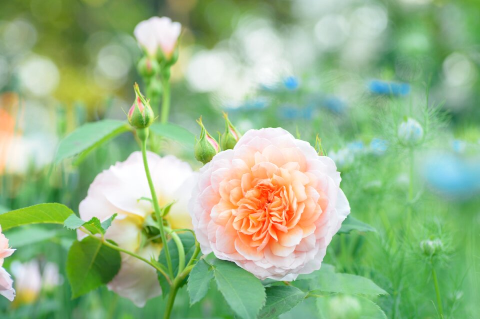 Flowers rose garden flower garden