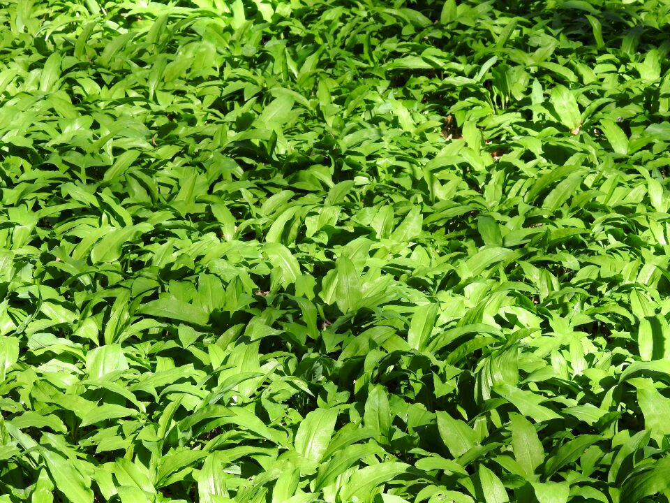 Medicinal plant garlic leaves fresh