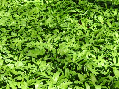 Medicinal plant garlic leaves fresh