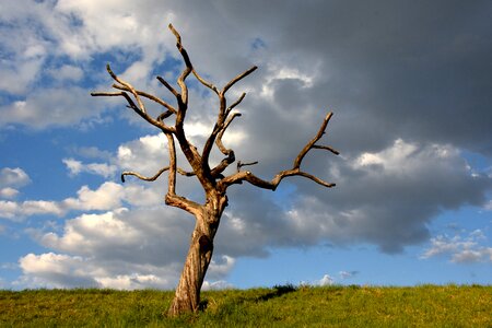 Tree grass sky