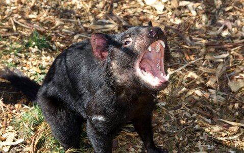Outdoor nature tasmanian devil