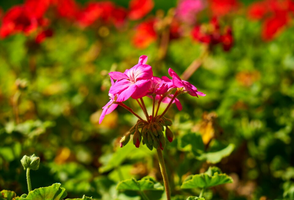 Flowers nature plant
