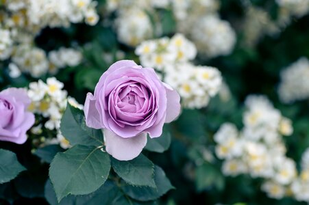 Flowers rose garden flower garden