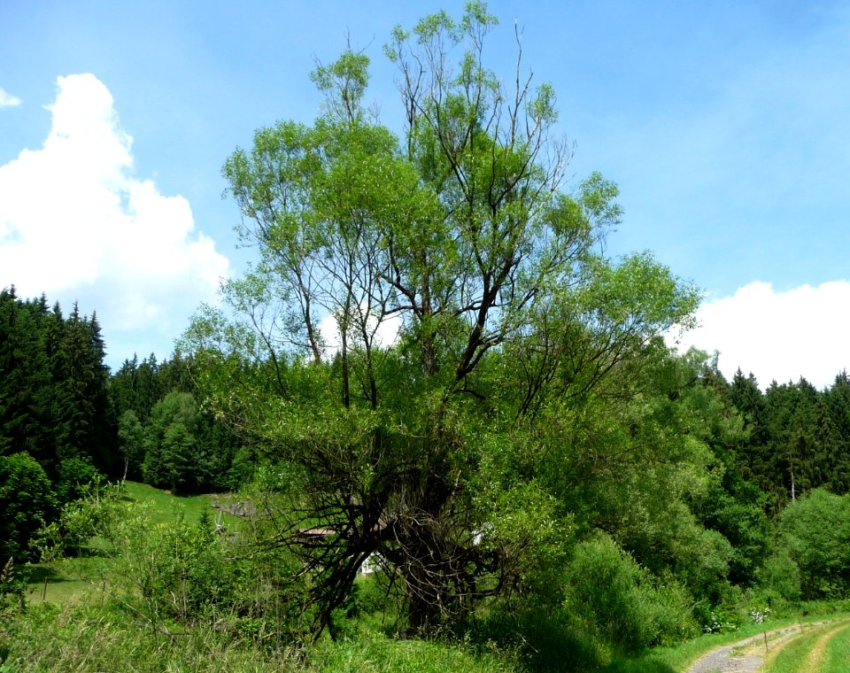 Bruch-Weide Zwiesel