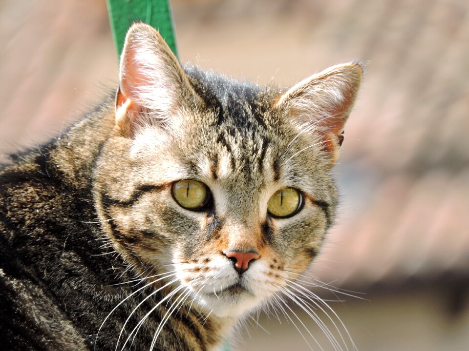 Animal feline adorable