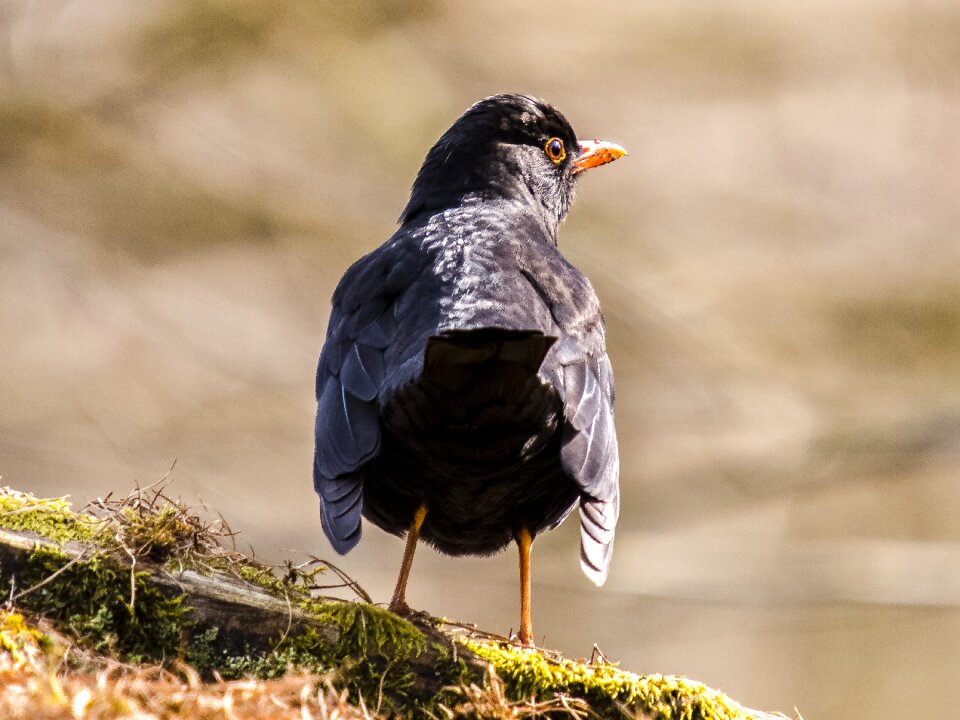 Songbird nature animal