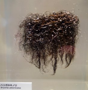 Bryoria americana - National Museum of Nature and Science, Tokyo - DSC07467