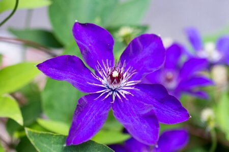 Violaceae violet purple photo