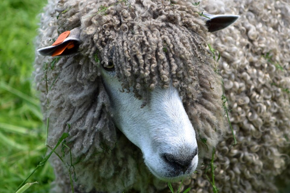 Livestock farm fleece
