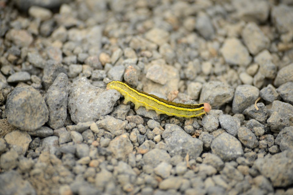 Bruco islandese (Ceramica pisi)