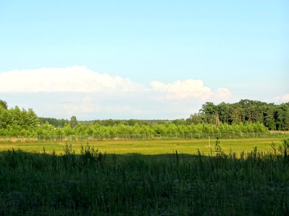 Brzoza Bydgoska Dziki Ostrow 1 08-2014