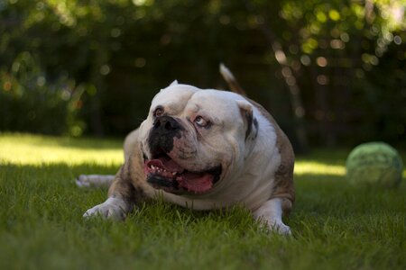 Happy dog animal pet