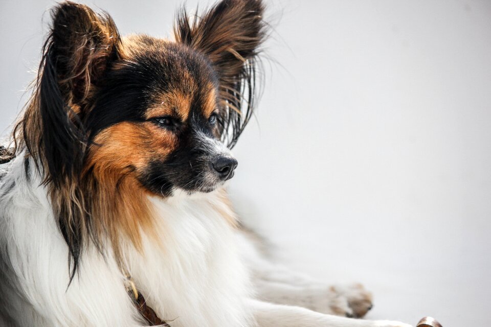 Animal pet small dog