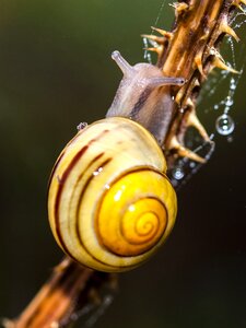 Snail nature animal