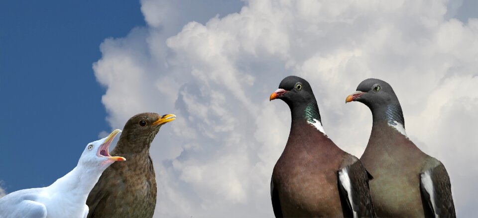 Seagull bird image overlay