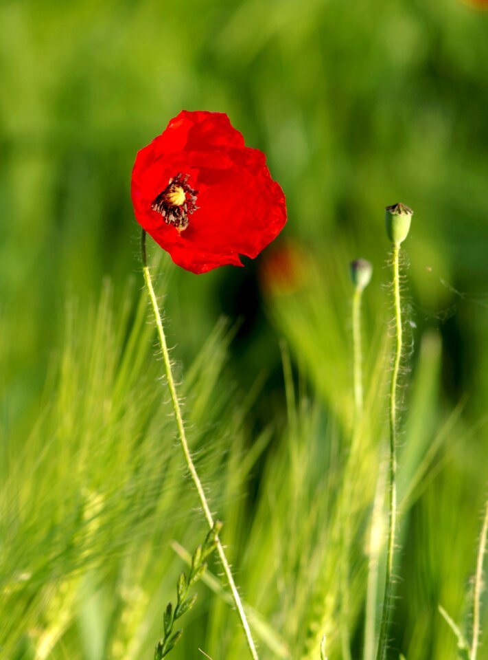 Flower corn meadow