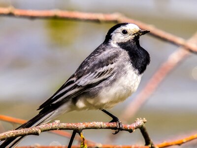 Songbird nature animal
