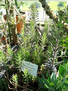 Bryophyllum delagoense - Botanical Garden in Kaisaniemi, Helsinki - DSC03703