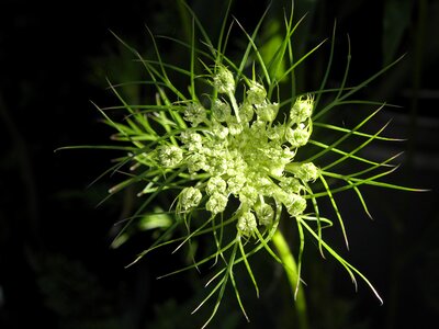 White flower carrot root