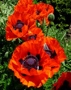 Bloom spring red poppy