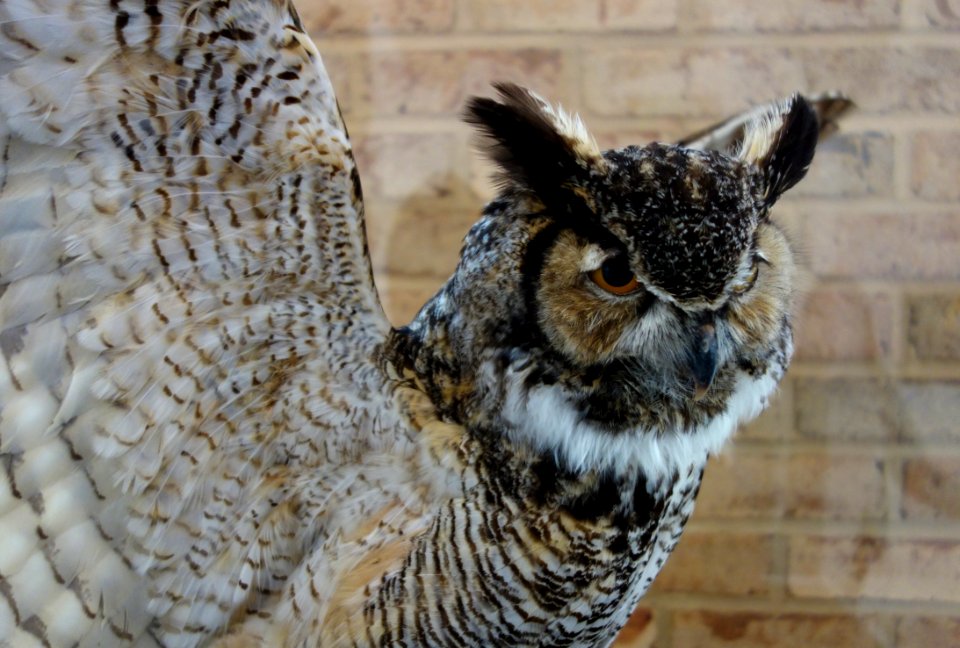 Bubo virginianus - Fernbank Museum of Natural History - DSC00222