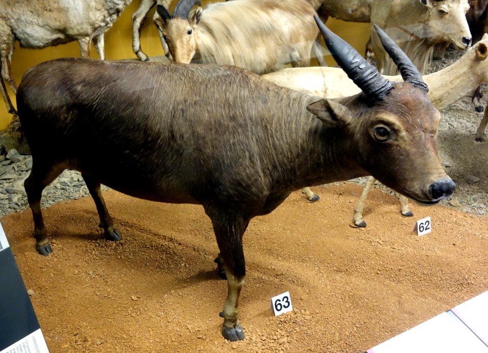 Bubalus depressicornis (male) - Museo Civico di Storia Naturale Giacomo Doria - Genoa, Italy - DSC02903