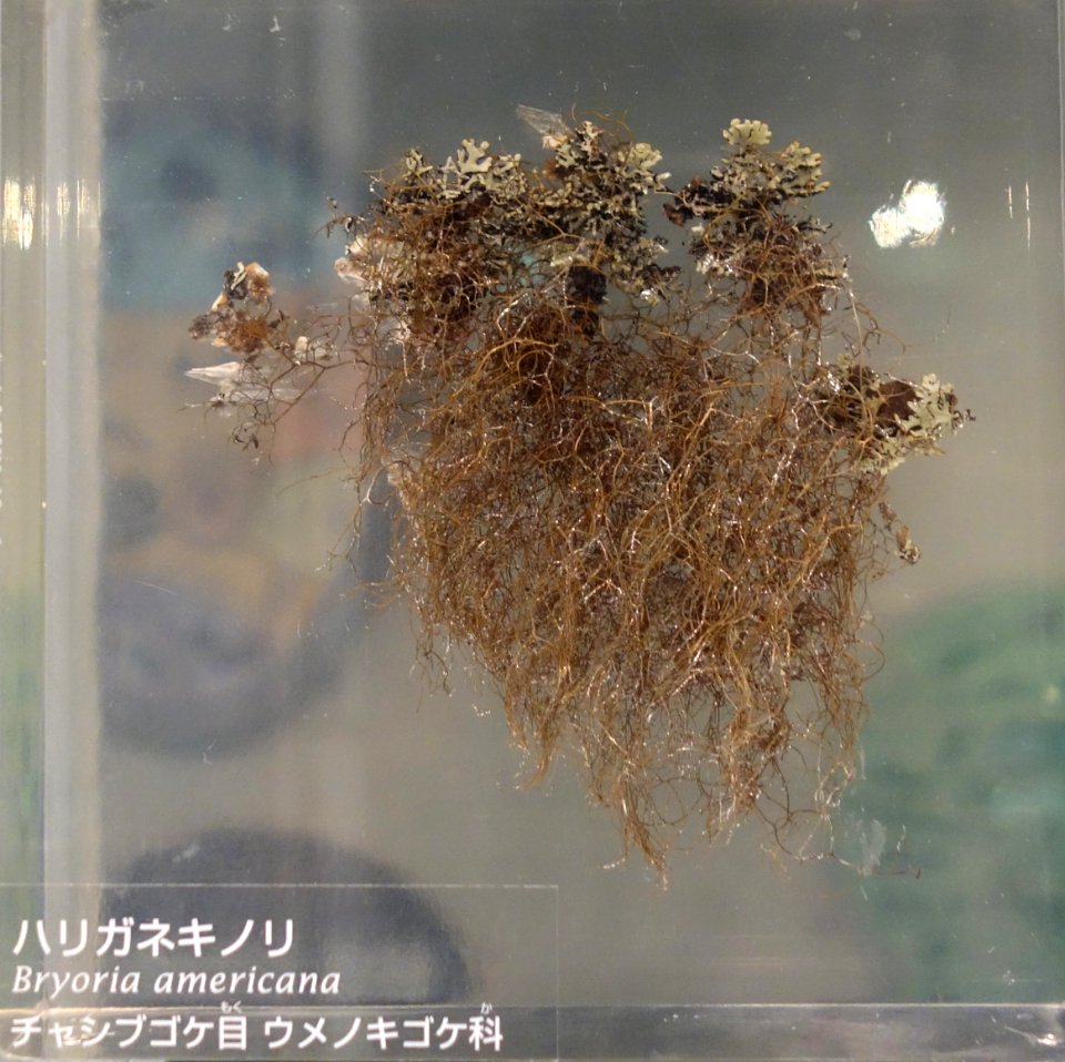 Bryoria americana - National Museum of Nature and Science, Tokyo - DSC07593