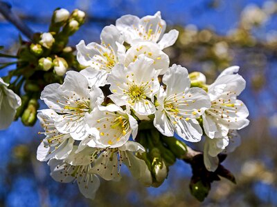 Bloom nature flowering twig