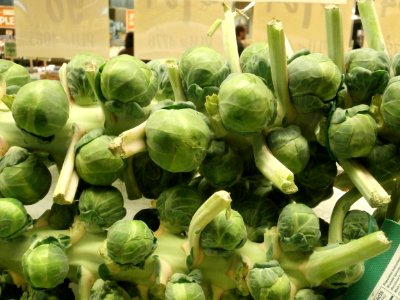 Brussels sprouts on the stalk closeup