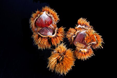 Brown prickly fruits photo