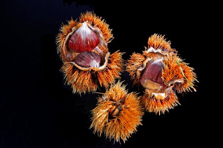 Brown prickly fruits