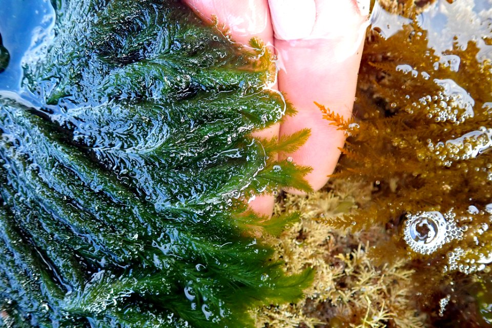 Bryopsis vestita 29062308
