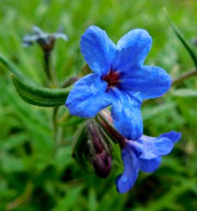 Buglossoides purpurocaeruleum