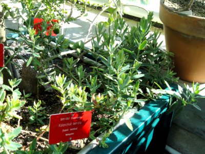 Bryophyllum serratum - Botanical Garden in Kaisaniemi, Helsinki - DSC03705