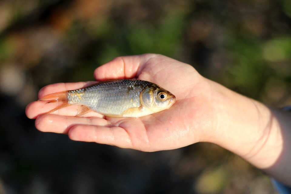 Crucian fishing hand