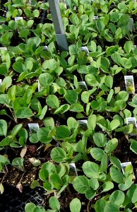 Brussels Sprouts plants growing in New Jersey in April