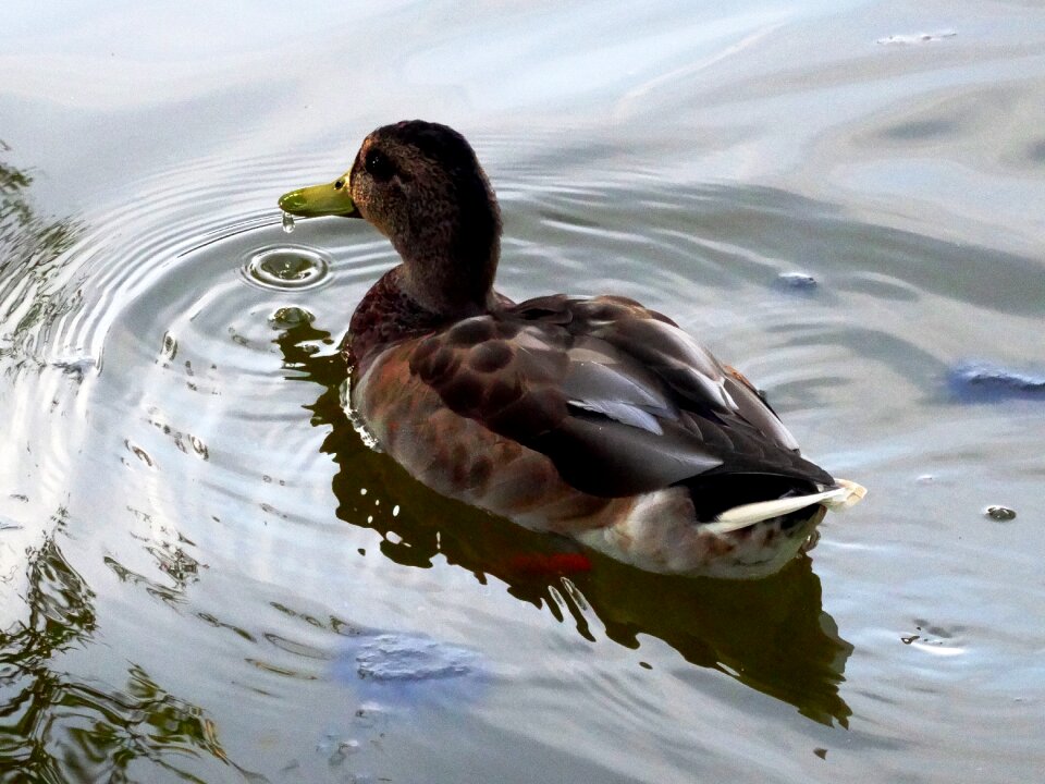 Duck pond water