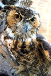 Bubo virginianus - Fernbank Museum of Natural History - DSC00220