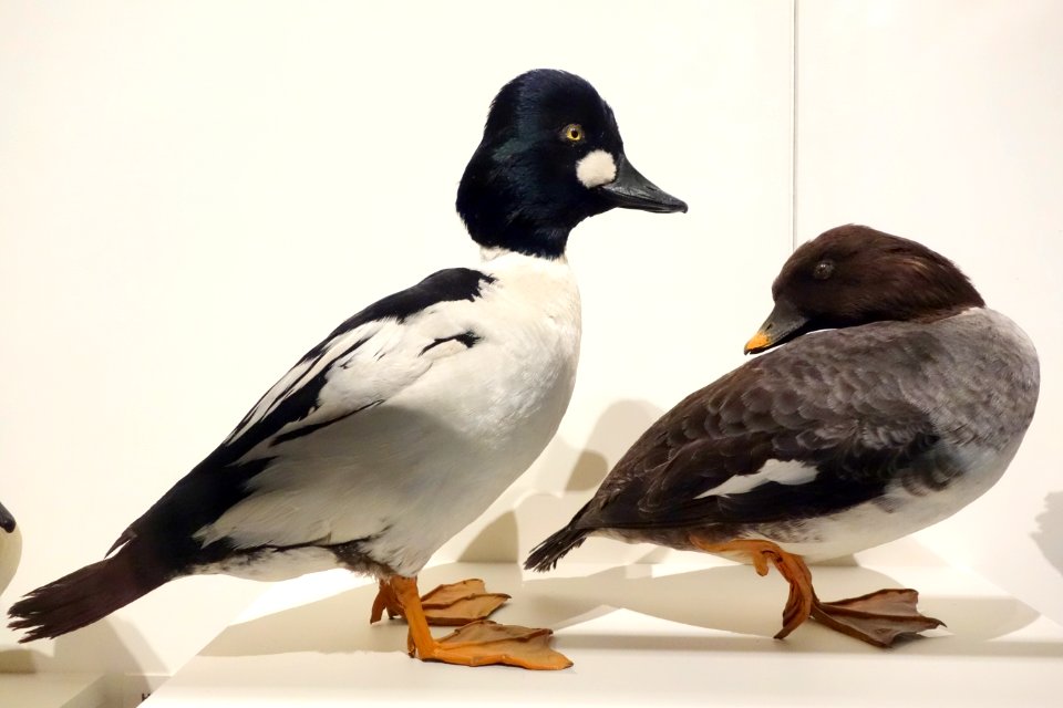 Bucephala clangula (Common goldeneye) male and female - Oakland Museum of California - DSC05310