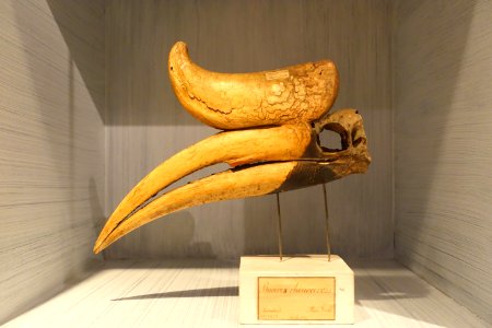 Buceros rhinoceros beak, Sumatra - Etnografiska museet - Stockholm, Sweden - DSC00801