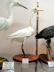 Bubulcus ibis - Pacific Grove Museum of Natural History - DSC06683