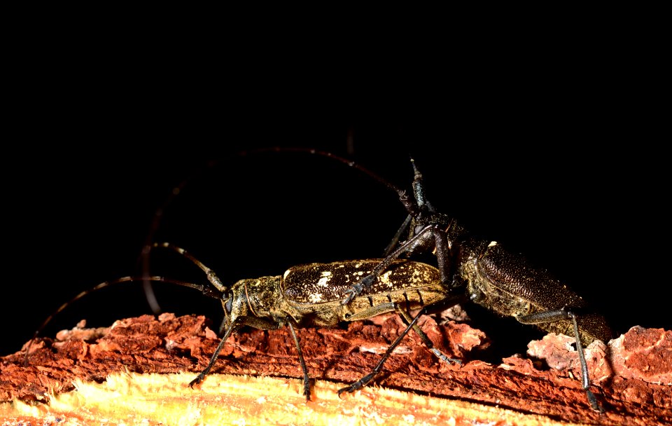 Bugsalpsduo2013c99