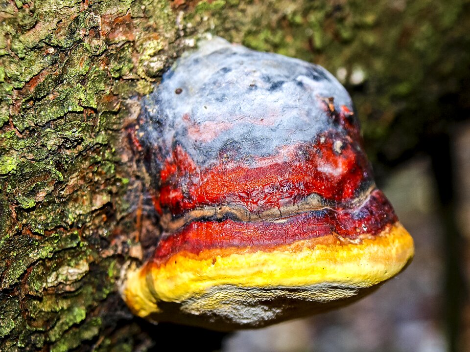 Tree fungus log nature