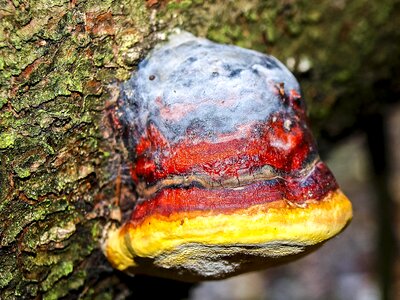 Tree fungus log nature