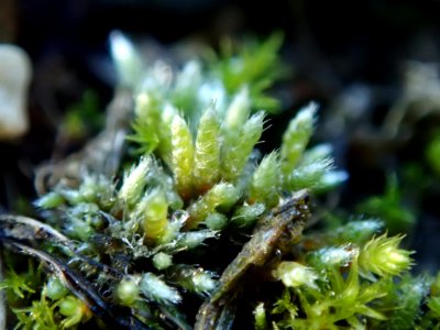 Bryum argenteum 106273359