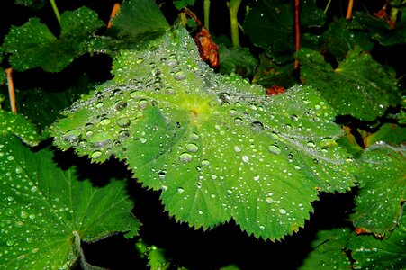 Moist drop of water close up