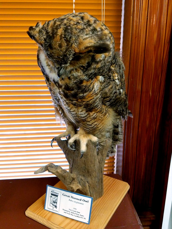 Bubo virginianus - Pember Library and Museum - Granville, New York - 20180224 142547