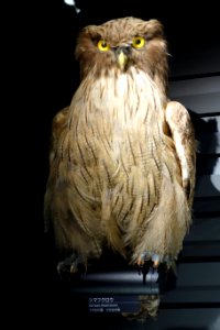 Bubo blakistoni (Ketupa blakistoni) - National Museum of Nature and Science, Tokyo - DSC06866